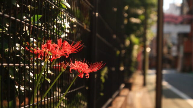 赤羽小学校 彼岸花