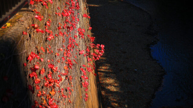 帝京大学病院 紅葉