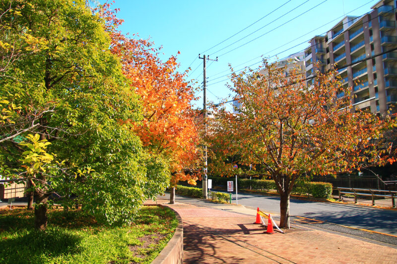 帝京大学病院 紅葉
