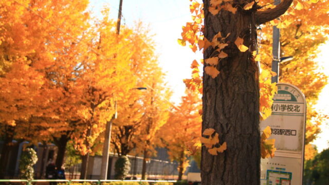 赤羽緑道公園付近 紅葉