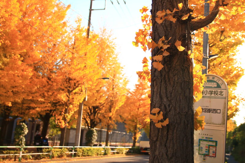 赤羽緑道公園付近 紅葉