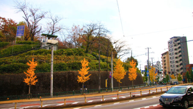 飛鳥紅葉