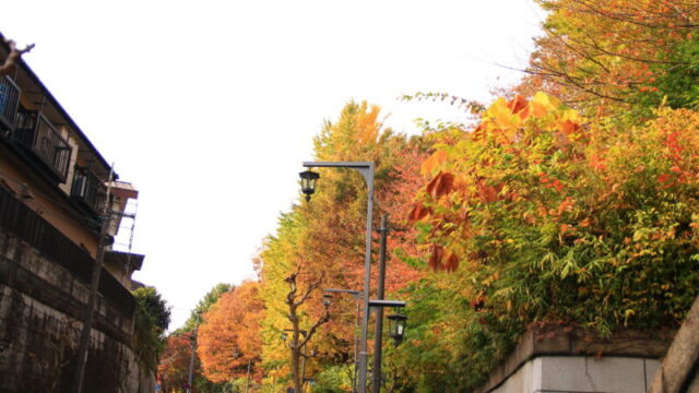 平塚神社 滝野川公園 紅葉の様子