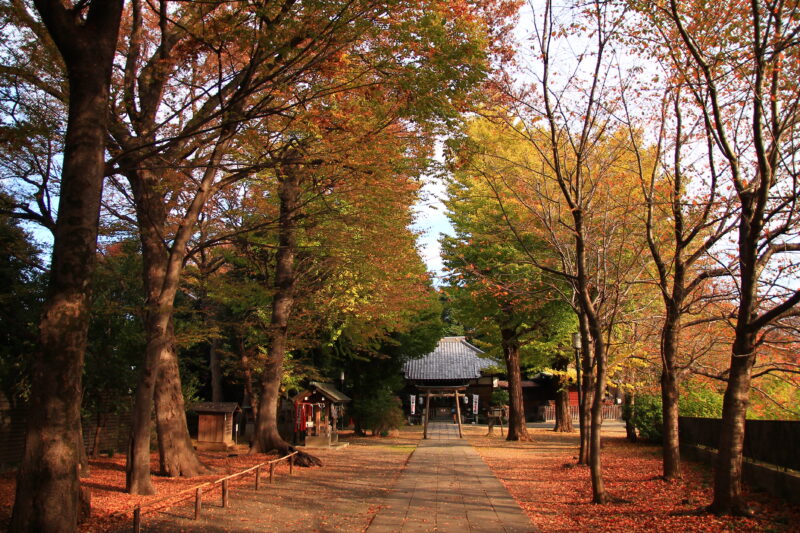 平塚神社 滝野川公園 紅葉の様子