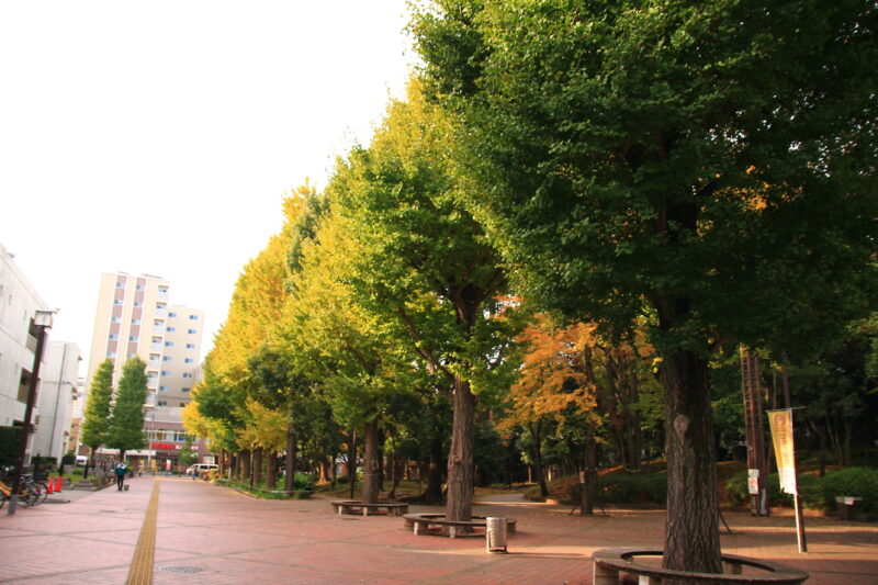 平塚神社 滝野川公園 紅葉の様子