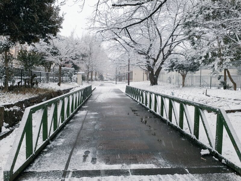緑道公園 雪