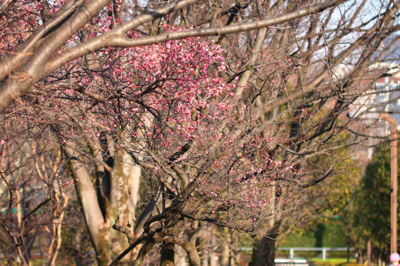清水坂公園 梅の木