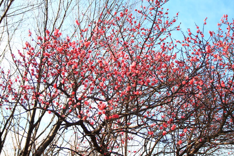 清水坂公園 梅の木