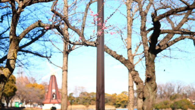 浮間公園 梅の花