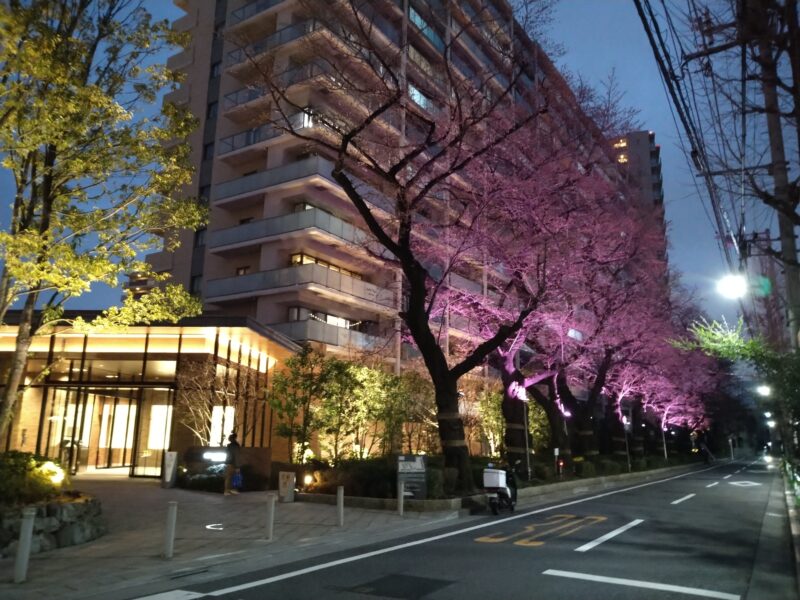桜田通り 桜並木