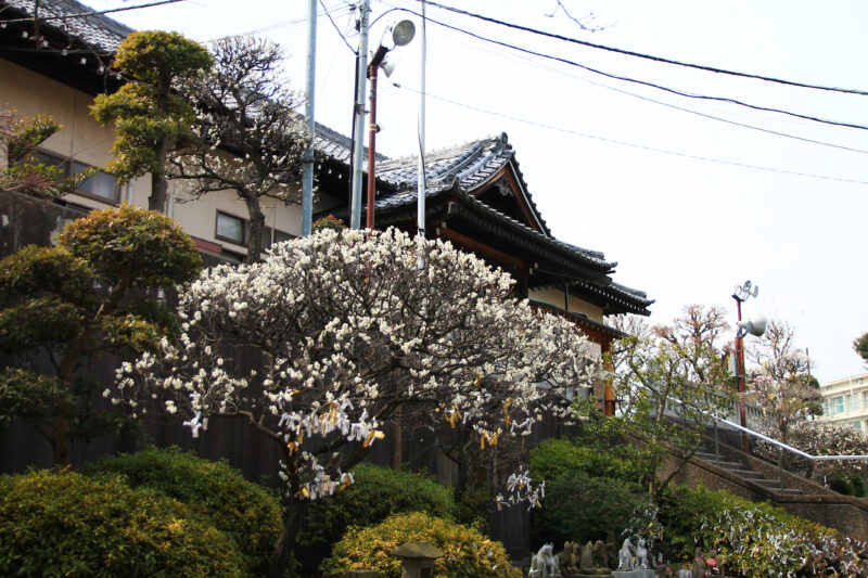 赤羽八幡神社 梅の花
