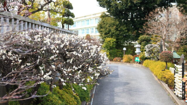 赤羽八幡神社 梅の花