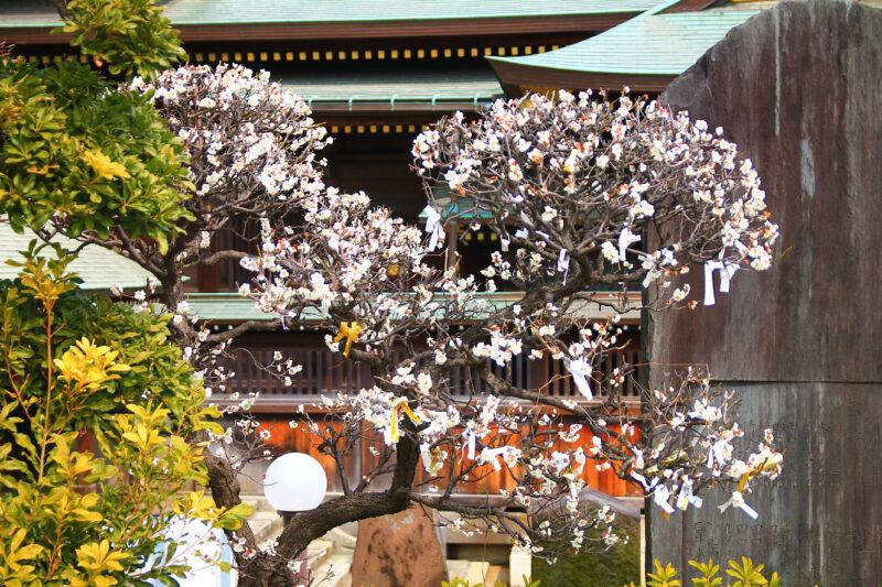 赤羽八幡神社 梅の花