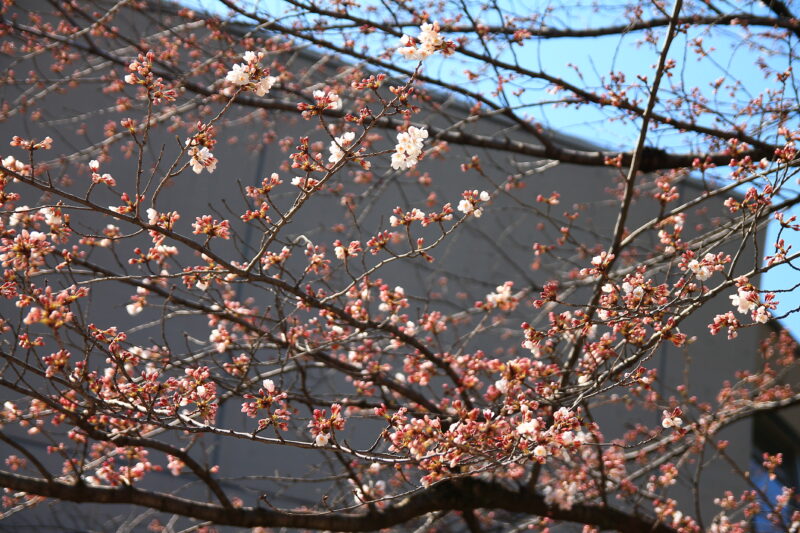 飛鳥山 桜