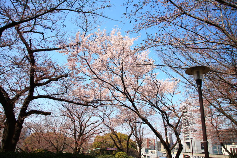 飛鳥山 桜