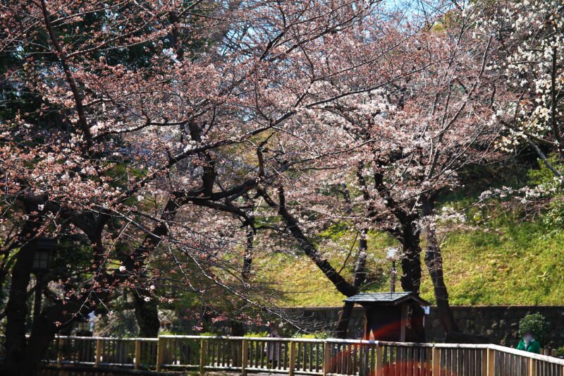 音無親水公園 桜