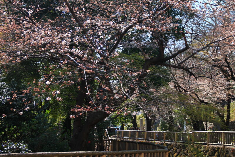 音無親水公園 桜