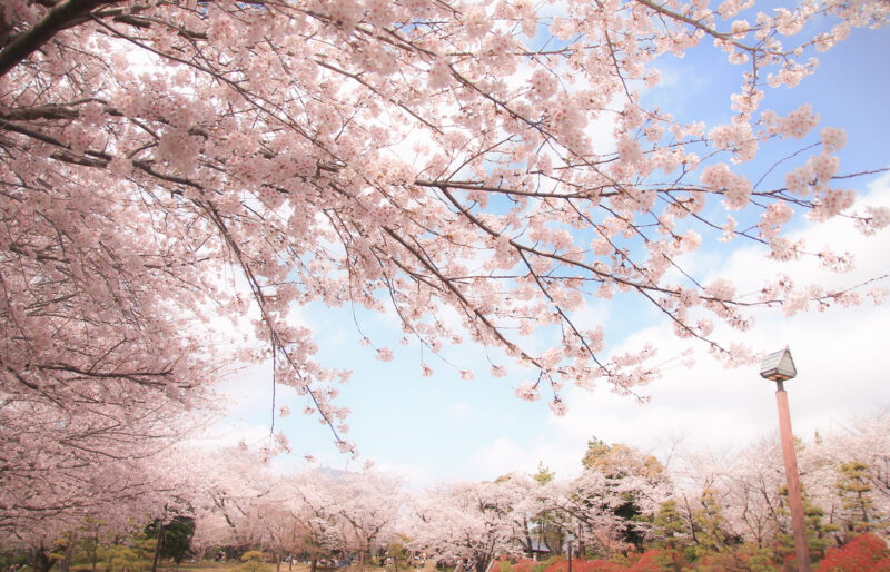  飛鳥山 桜