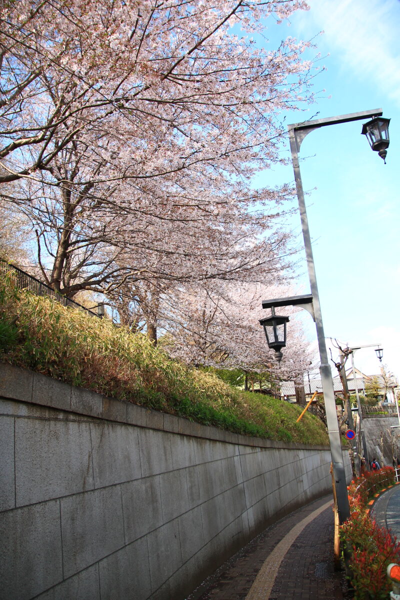 平塚神社 桜