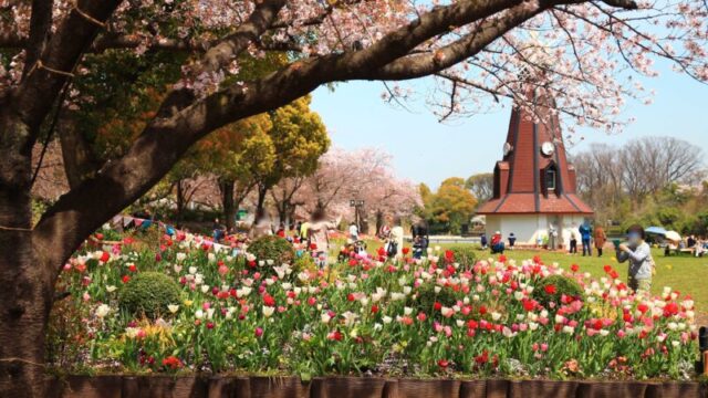 浮間公園 チューリップ