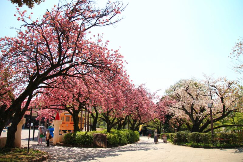 飛鳥山 八重桜