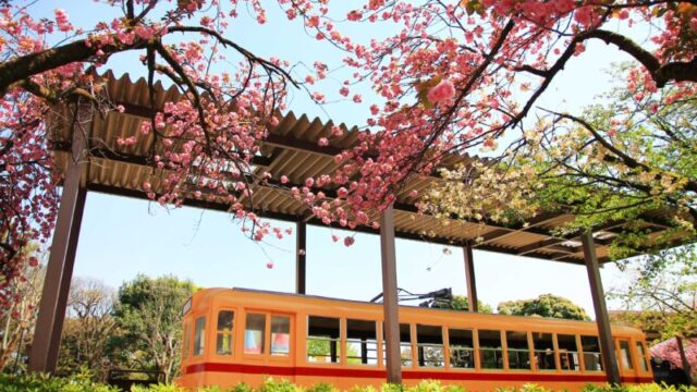 飛鳥山 八重桜