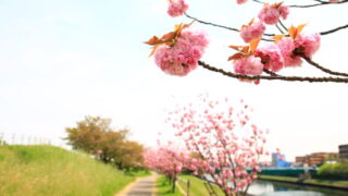 荒川土手 八重桜