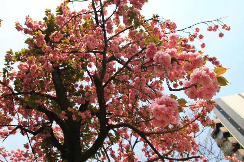 赤羽台 八重桜