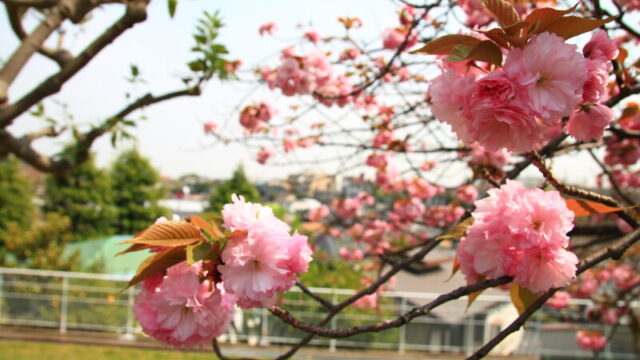 赤羽台 八重桜