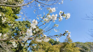飛鳥山公園　十月桜