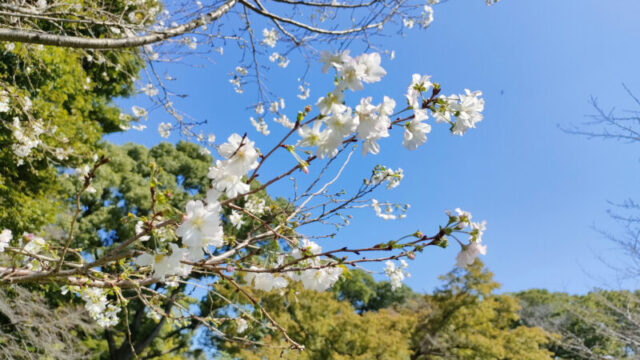 飛鳥山公園　十月桜