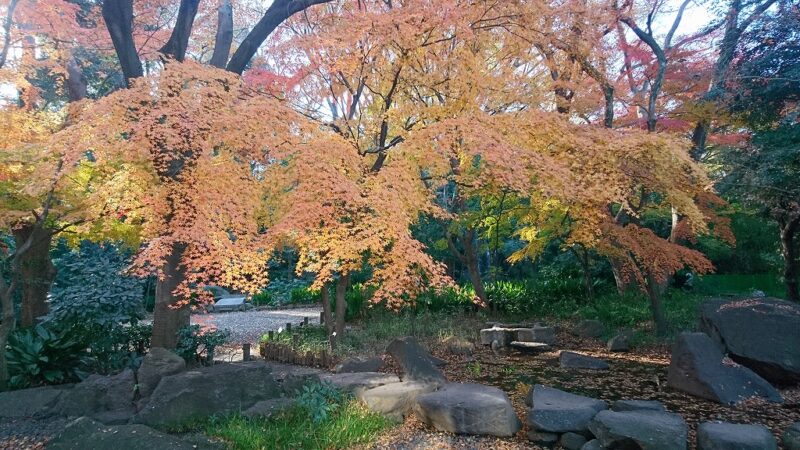 名主の滝公園 紅葉