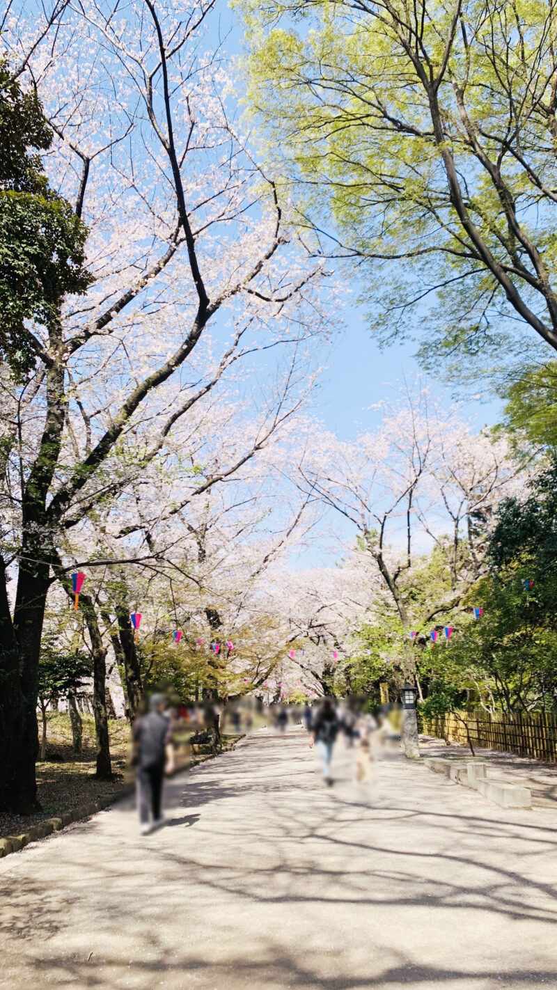 飛鳥山　桜