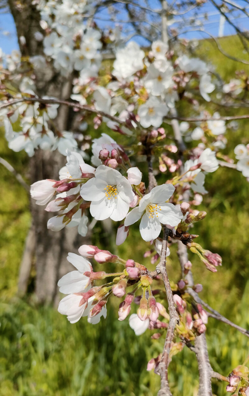 赤羽　桜