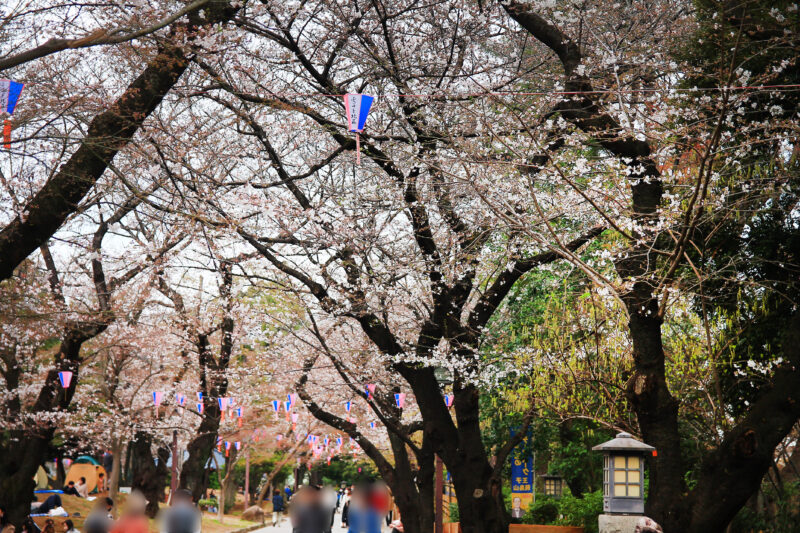 飛鳥山 桜 開花状況
