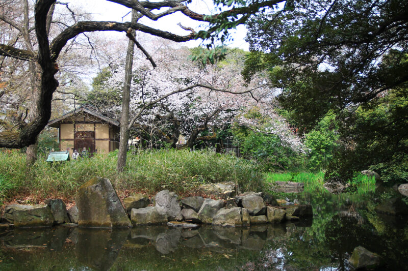 名主の滝公園 桜