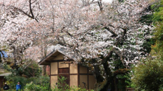 名主の滝公園 桜