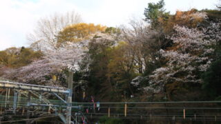 飛鳥山 桜