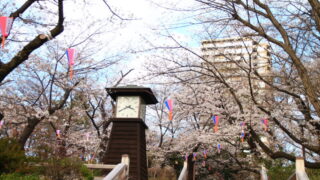 飛鳥山 桜