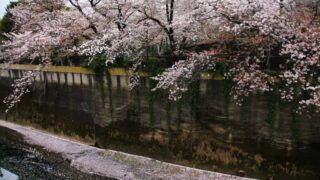石神井川 桜