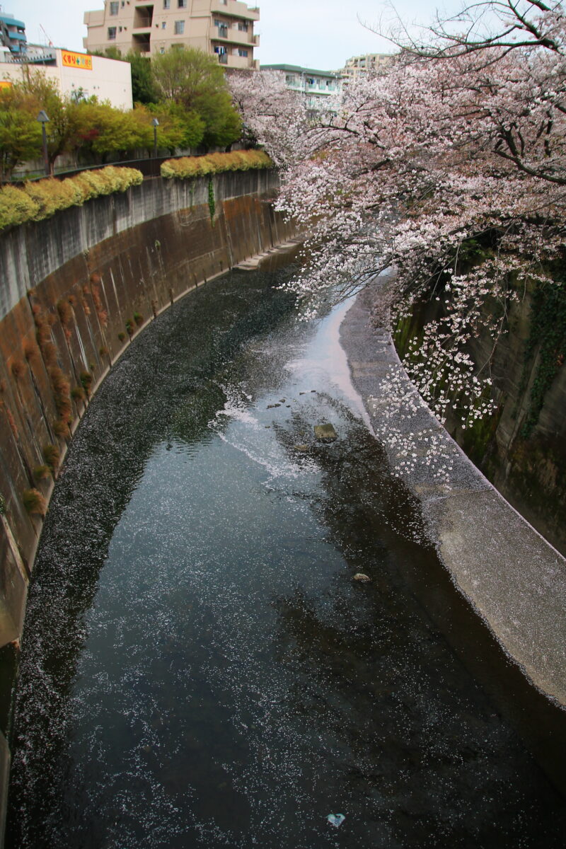 石神井川 桜