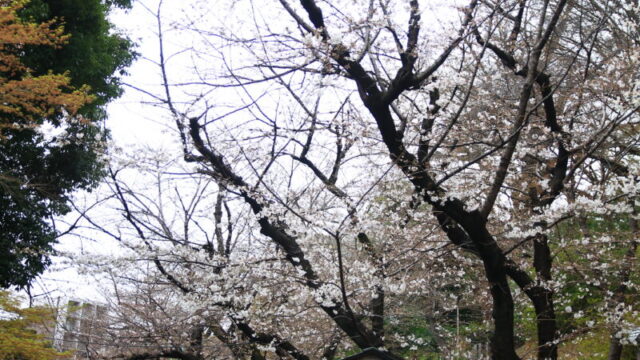 音無親水公園 桜