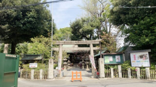 西ヶ原　七社神社　御衣黄桜