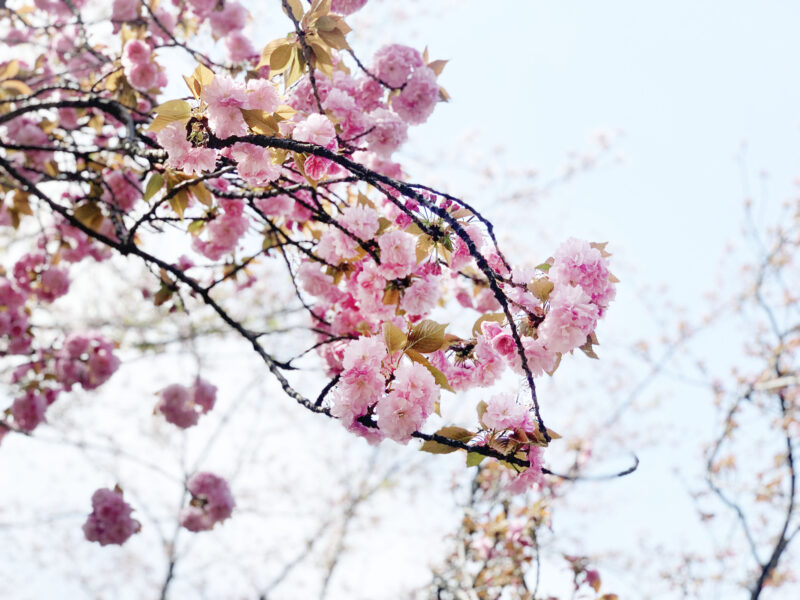 王子　飛鳥山公園　八重桜