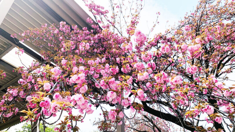 王子　飛鳥山公園　八重桜