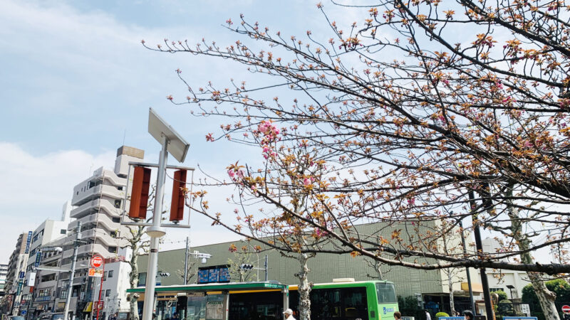 王子駅前公園　八重桜