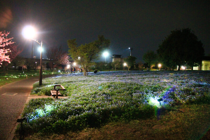 舎人公園 ネモフィラ ライトアップ