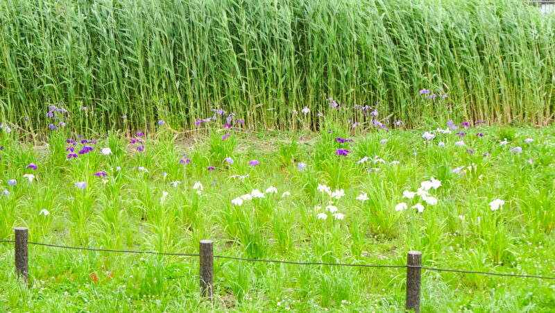 北区・子どもの水辺　花菖蒲