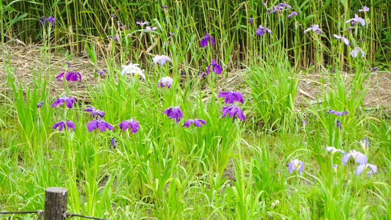 北区・子どもの水辺　花菖蒲