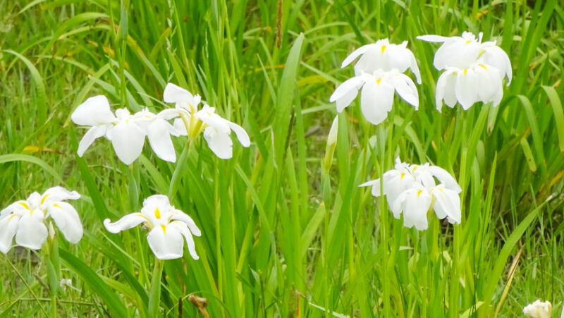 北区・子どもの水辺　花菖蒲